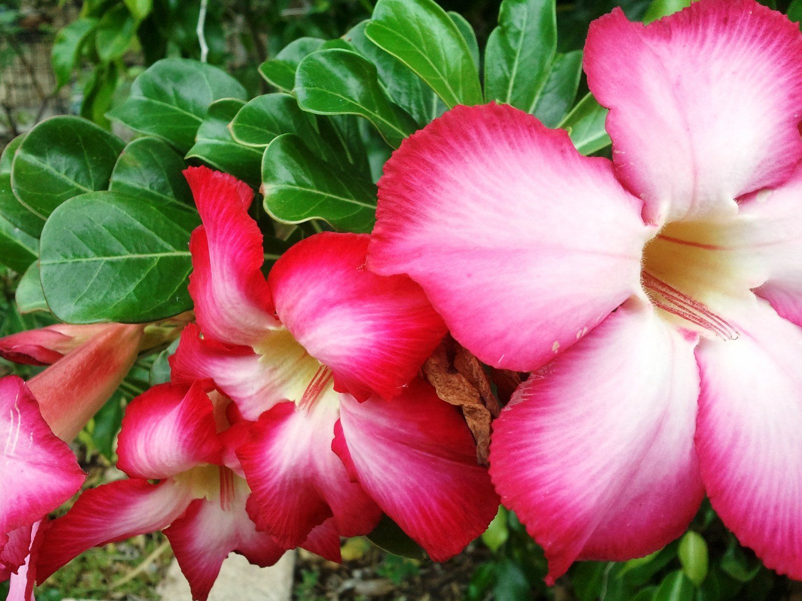 desert rose blooms