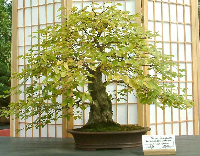 Fall_Korean_Hornbeam_