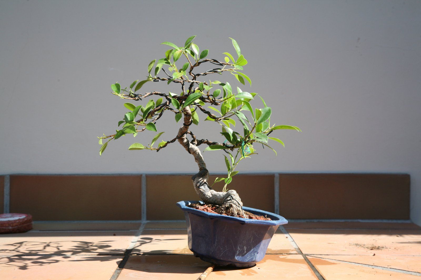 FICUS #2; 050215