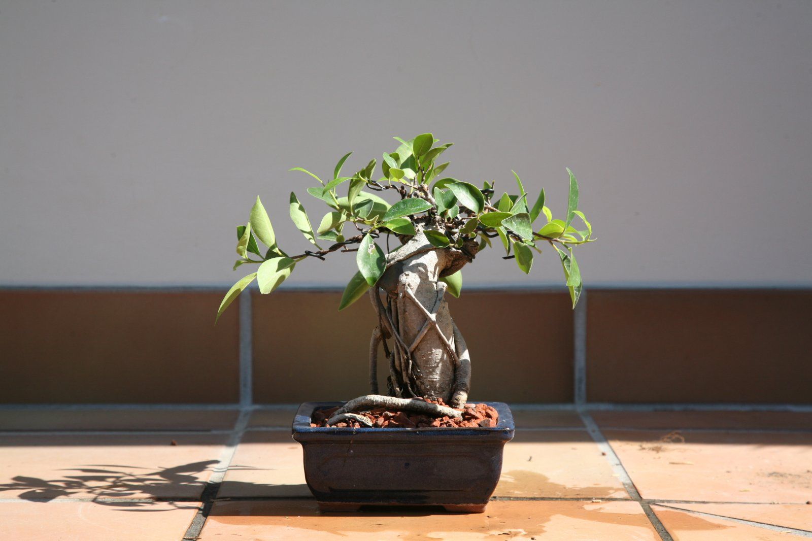 FICUS #3; 050215