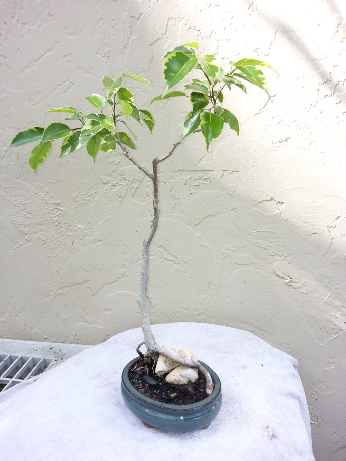 ficus benjamina variegata 3