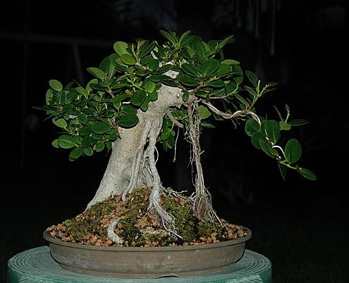 Ficus "Green Island"