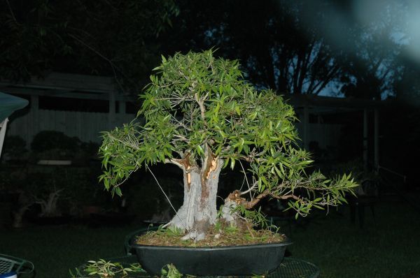 Ficus nerifolia