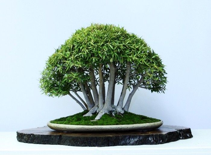 Ficus Nerifolia