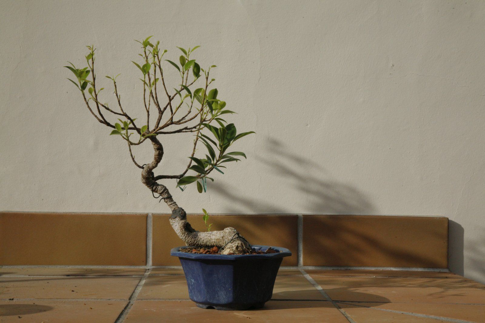 Ficus Retusa 'Tiger Bark' #2