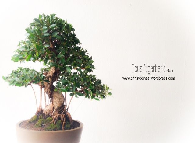 Ficus Tigerbark