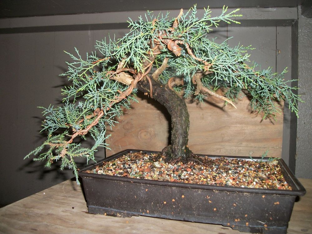 First Ever Juniper