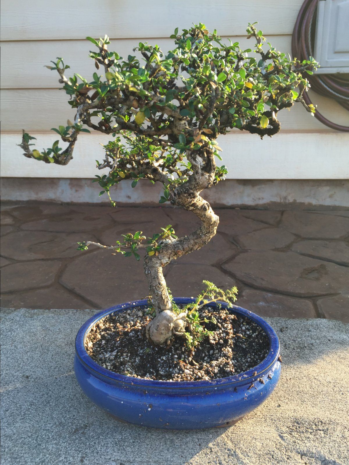 Fukien Tea 1