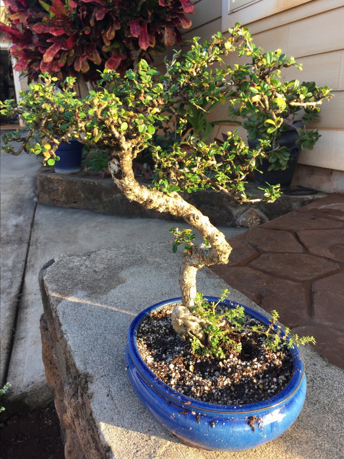 Fukien Tea 2