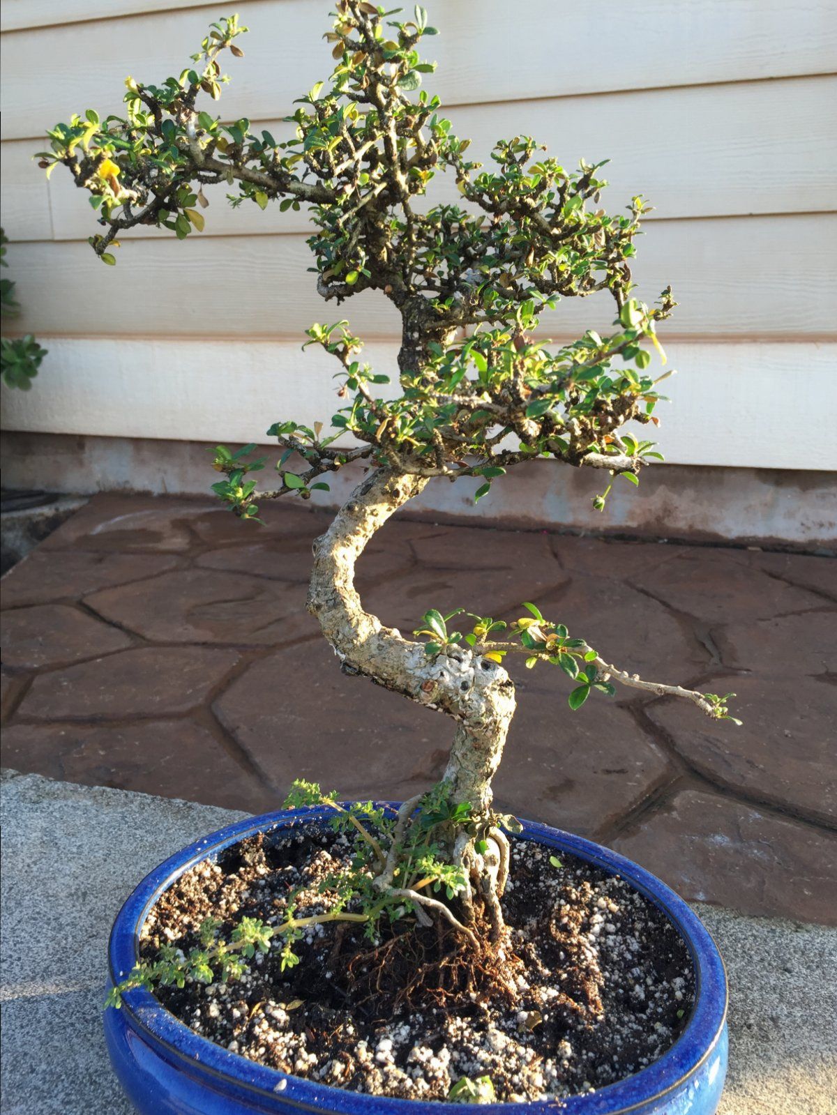 Fukien Tea 3