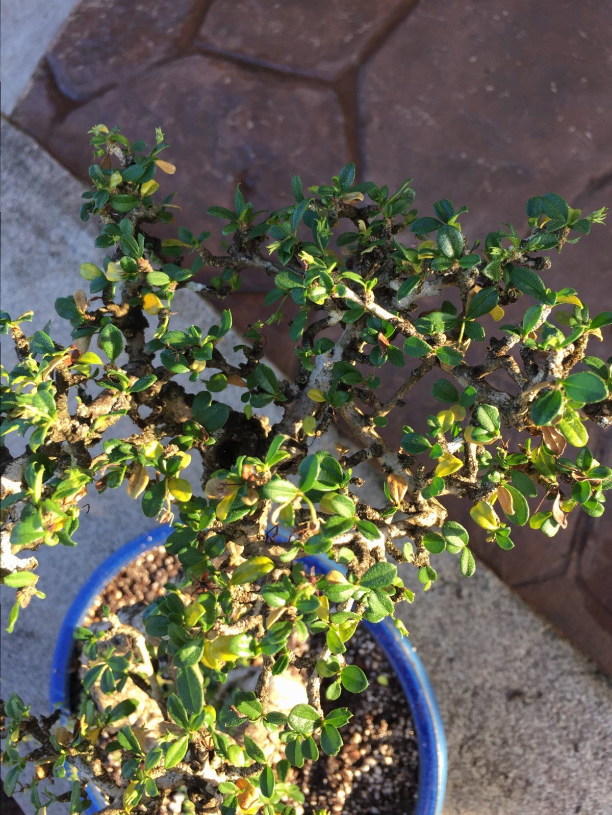 Fukien Tea 5