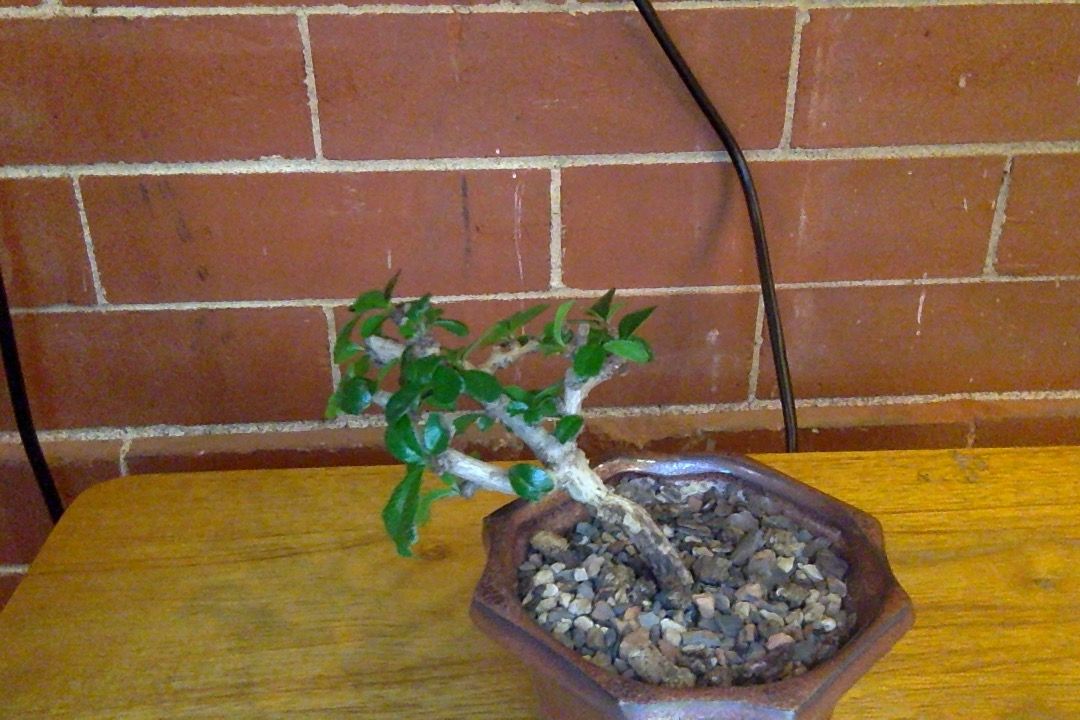 Fukien Tea Tree 1