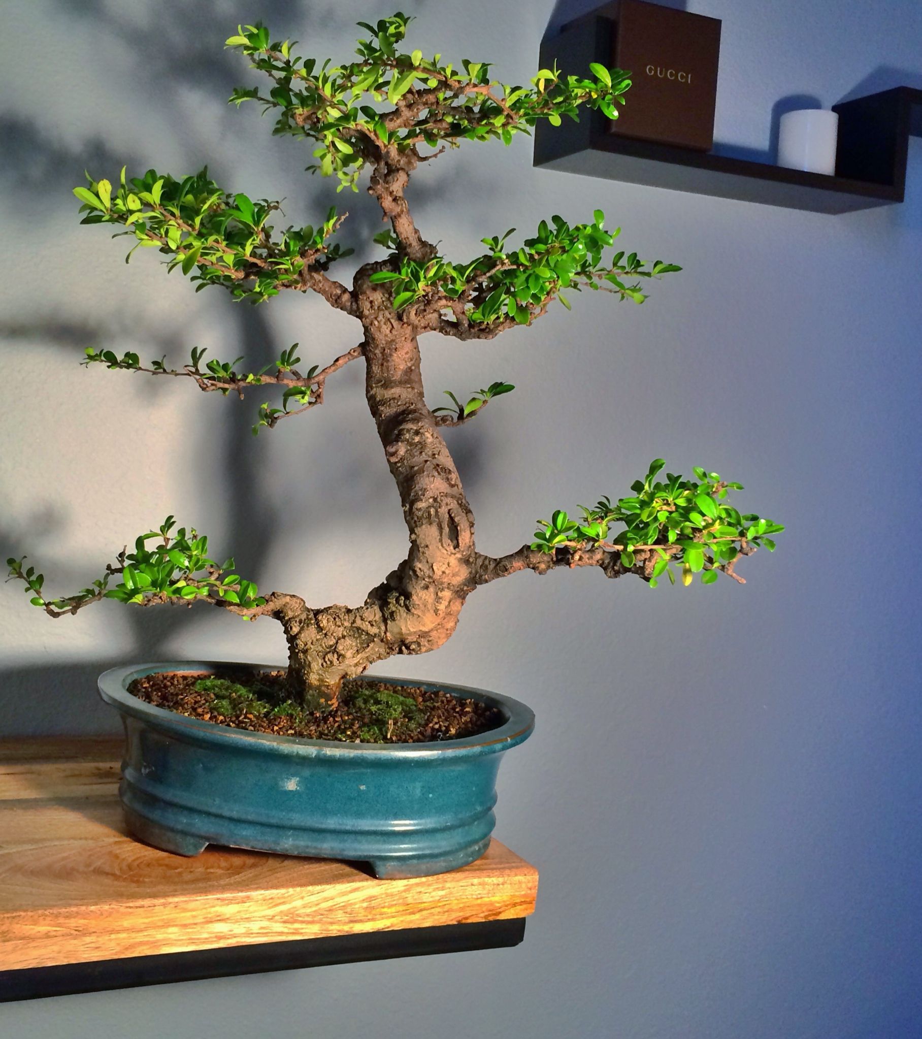 Fukien Tea Tree 34 years old