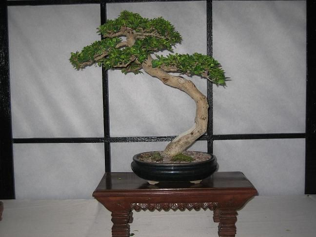 Fukien Tea