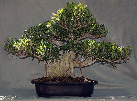 "Golden Gate" ficus