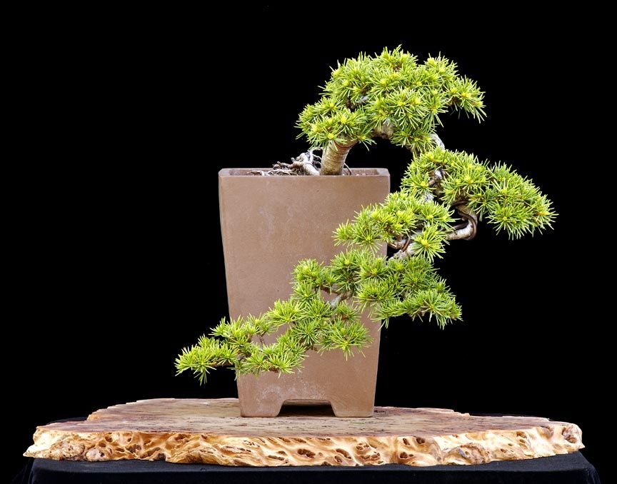 Green Prince Cedar of Lebanon