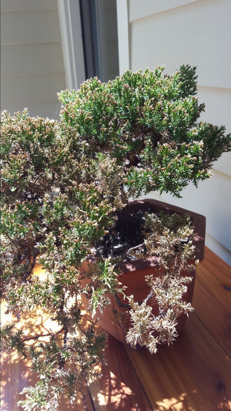 Help With Juniper