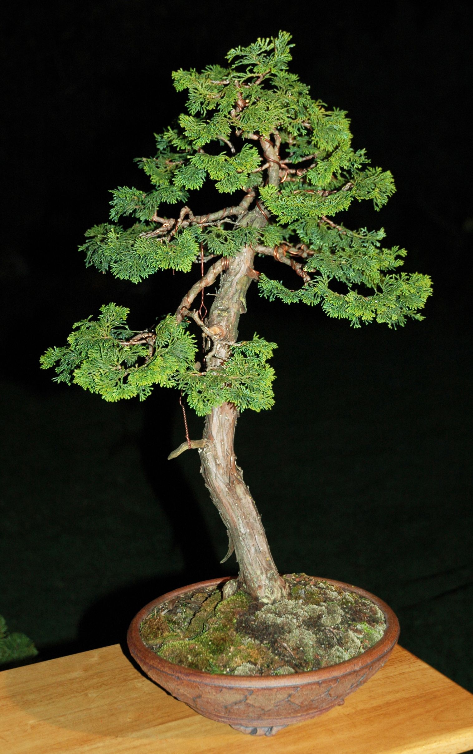 Hinoki Cypress 1994-2013