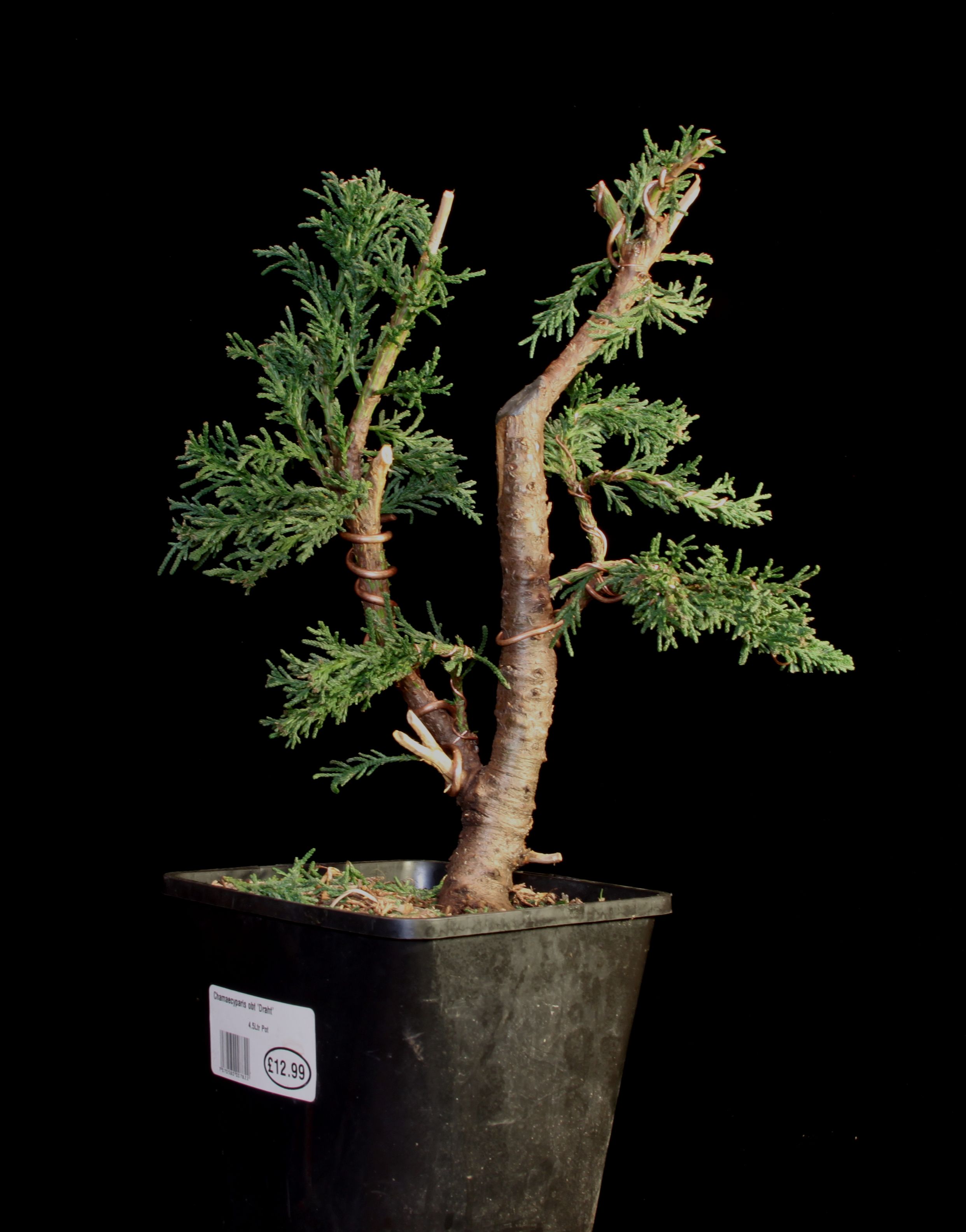 Hinoki Cypress