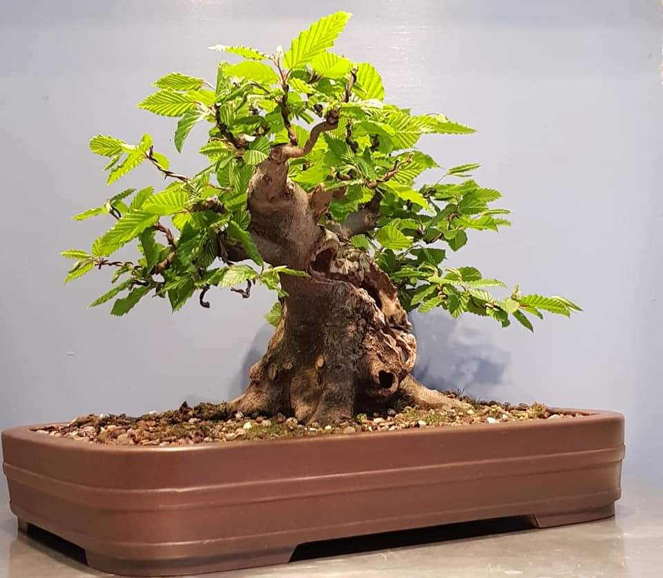 Hornbeam