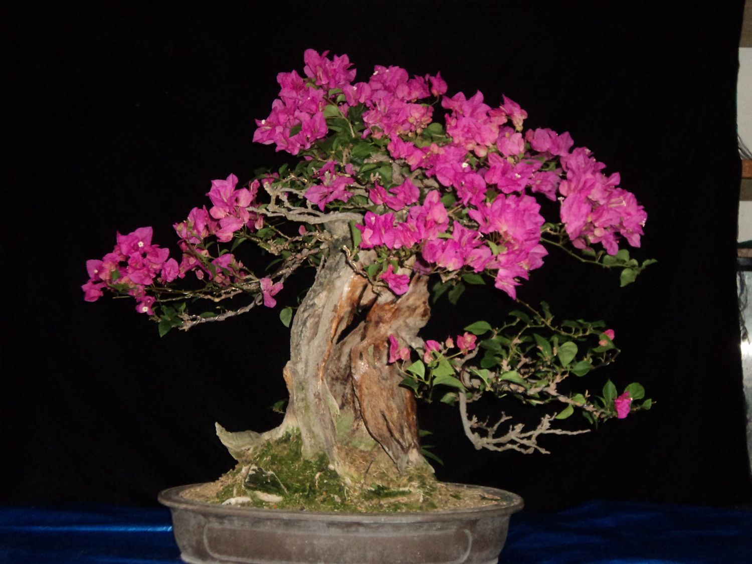 hot pink bougainvillea (cont)