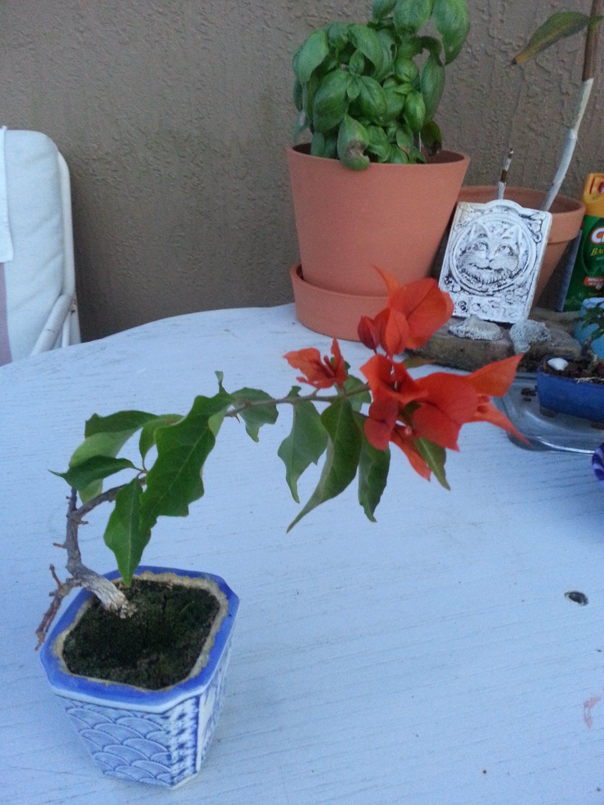 Hot tomato bougainvillea