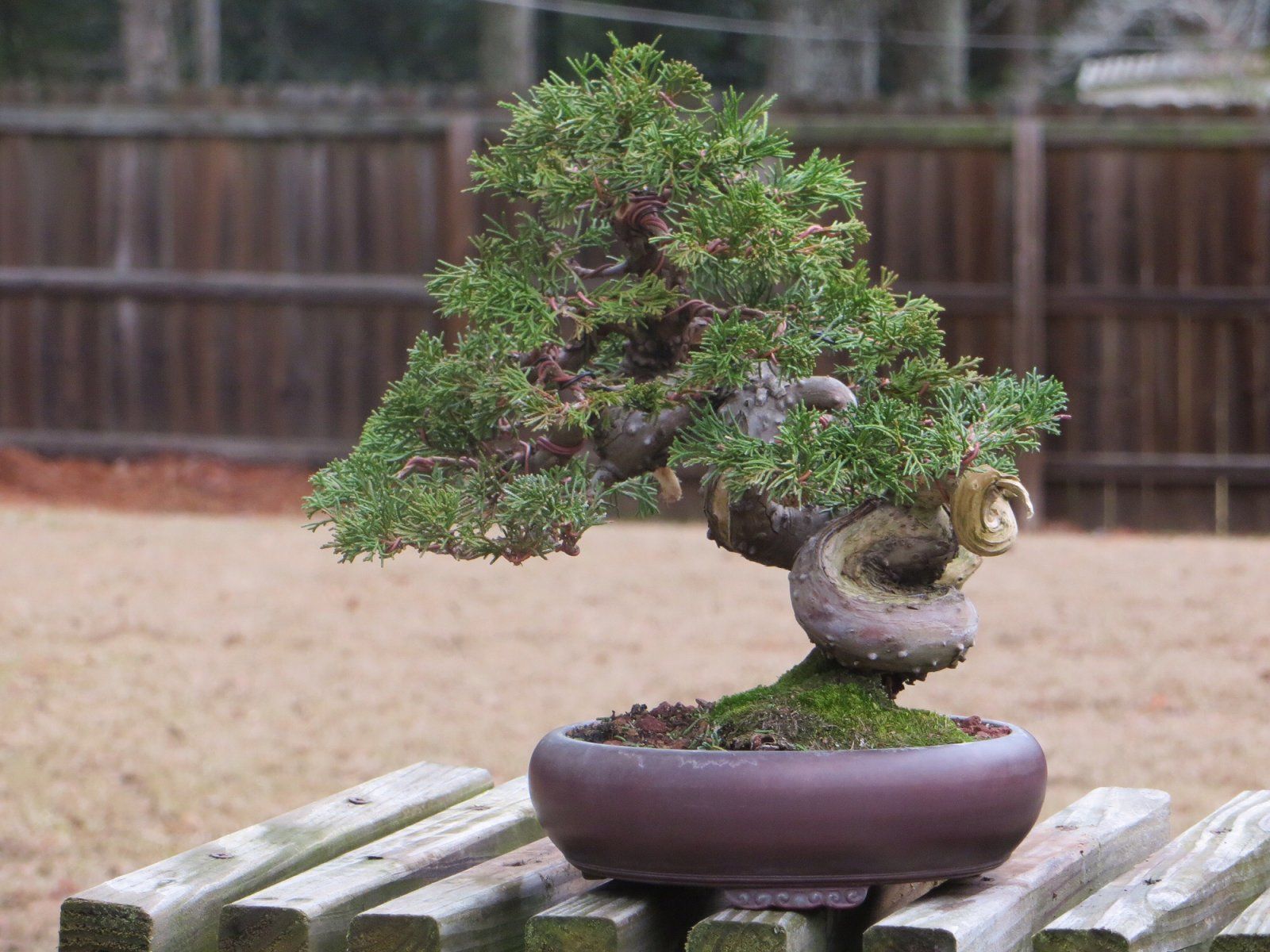 Itoigawa Juniper