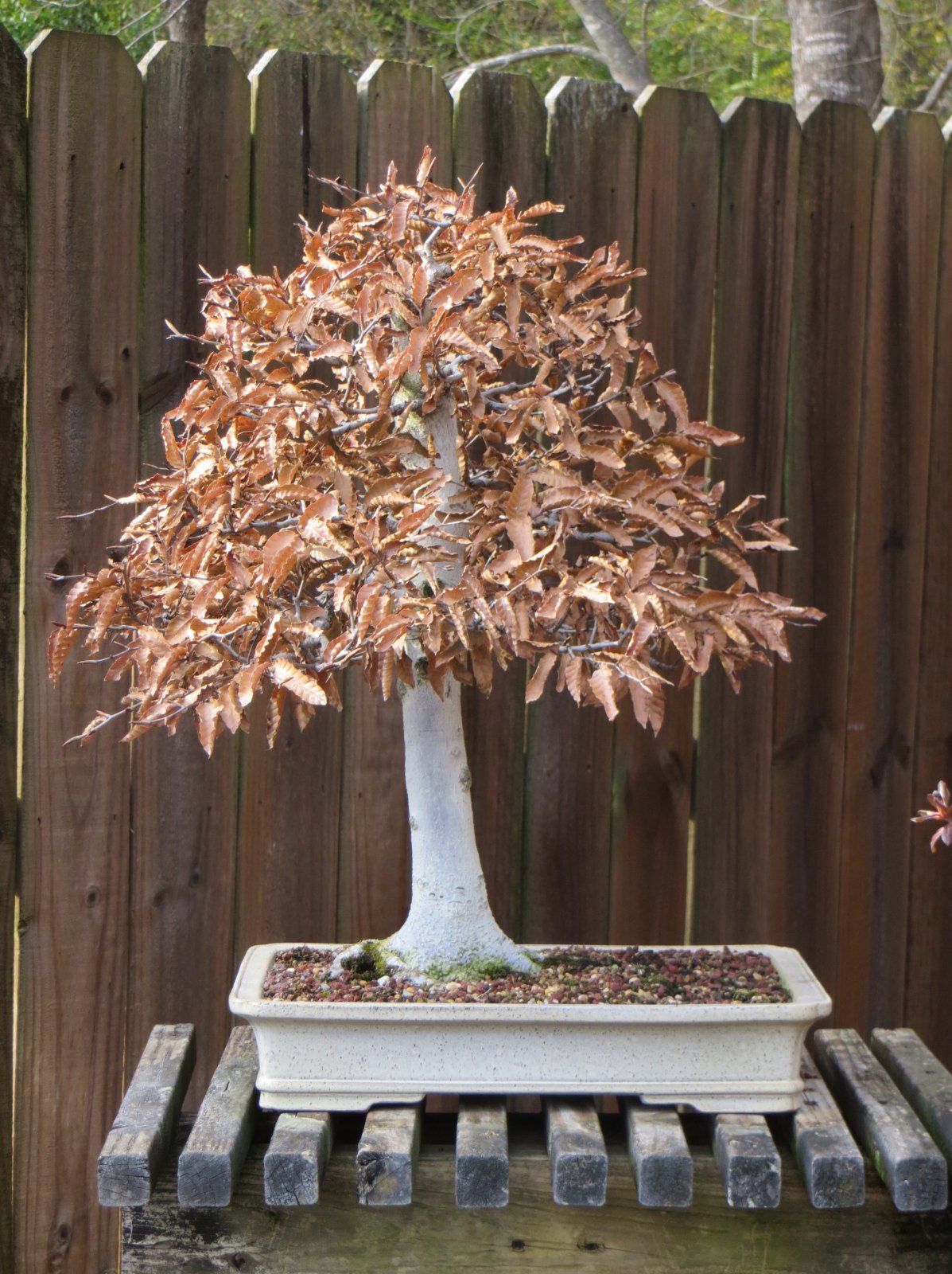 Japanese Beech