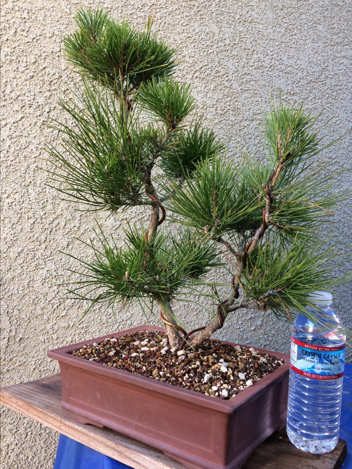 Japanese Black Pine #1