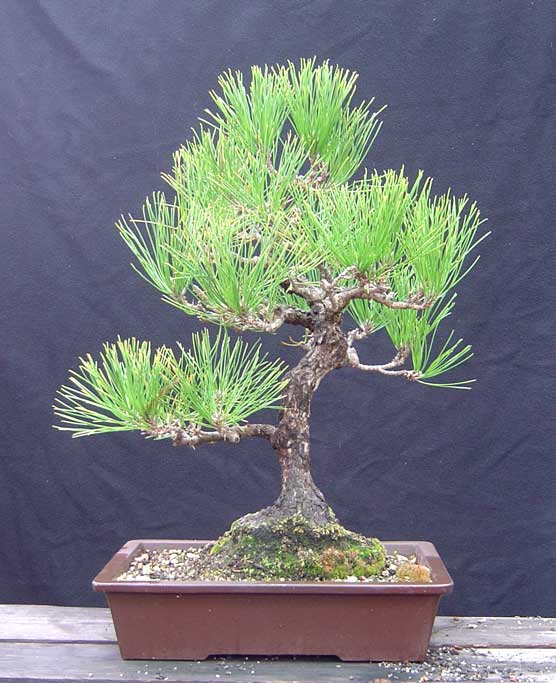 Japanese Black Pine