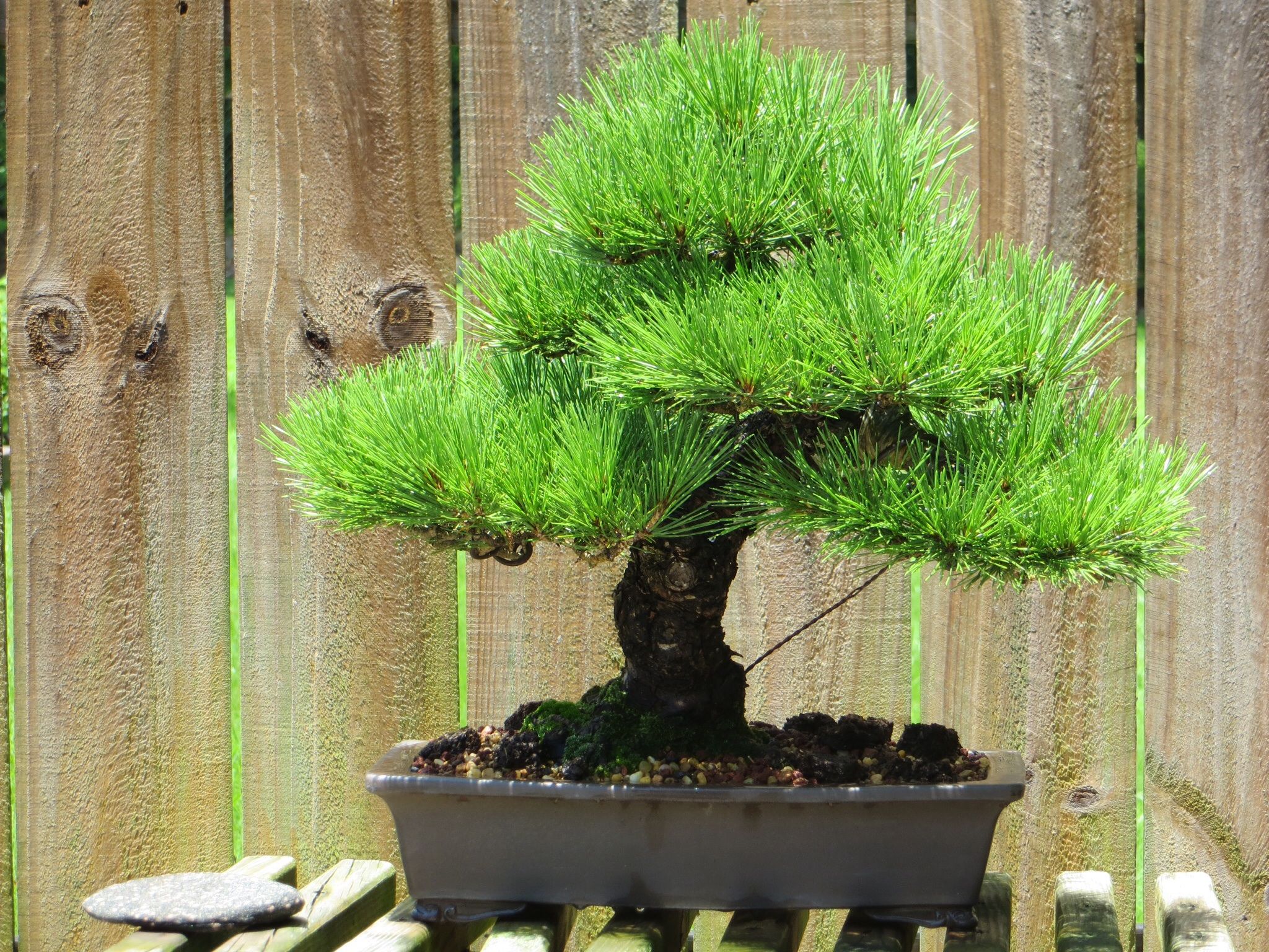 Japanese Black Pine