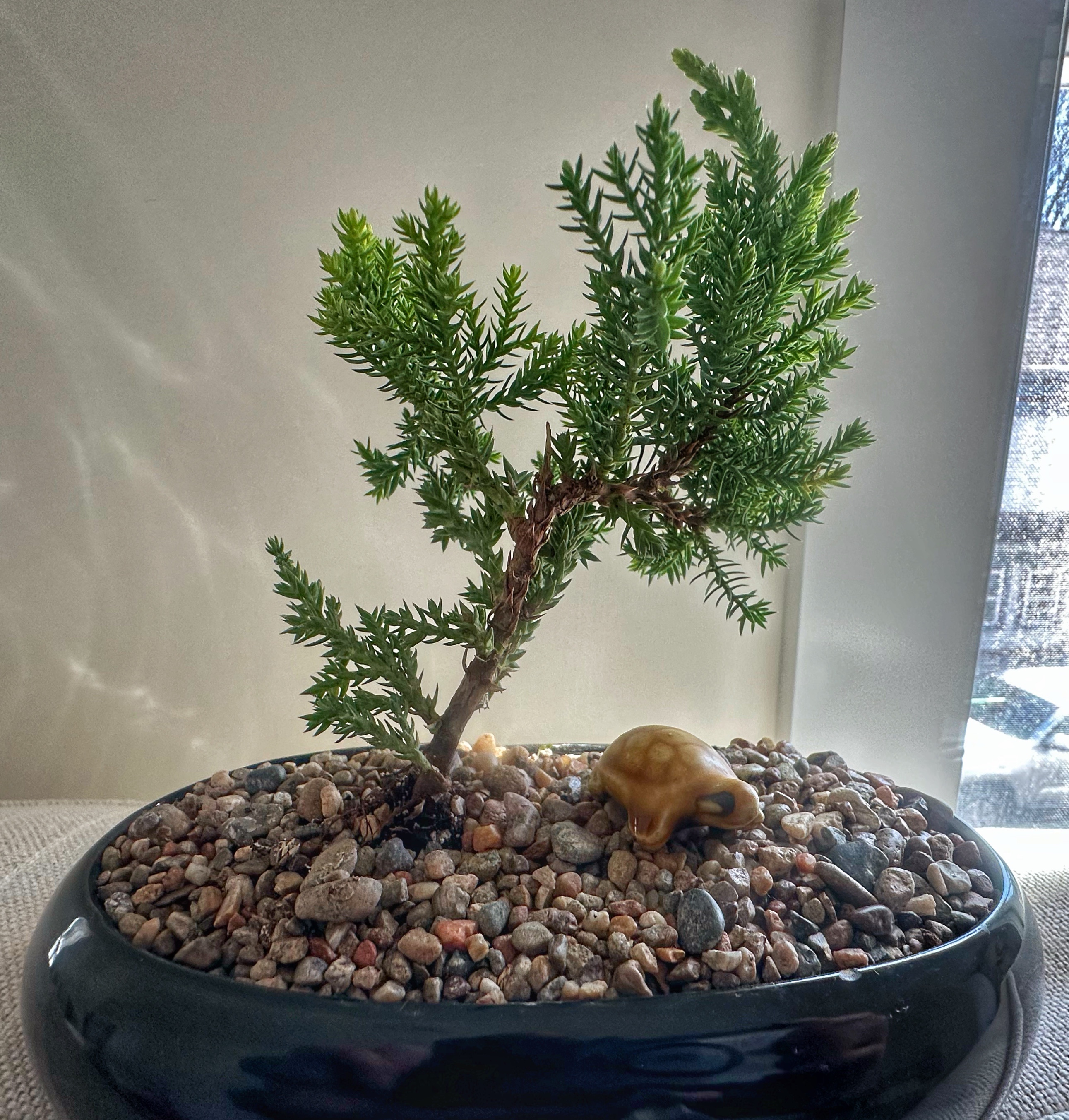 Japanese Garden Juniper