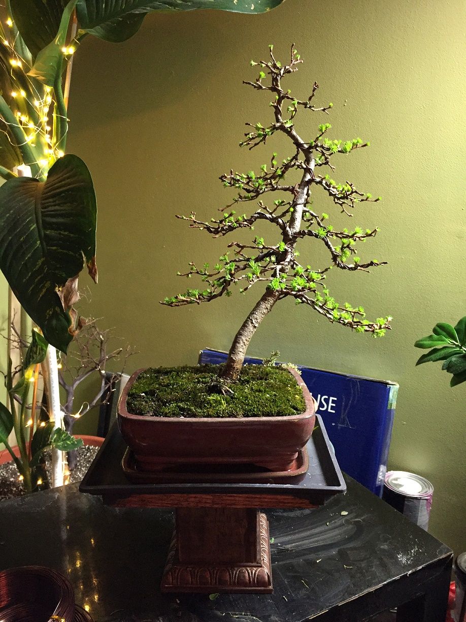 Japanese Larch After Repot