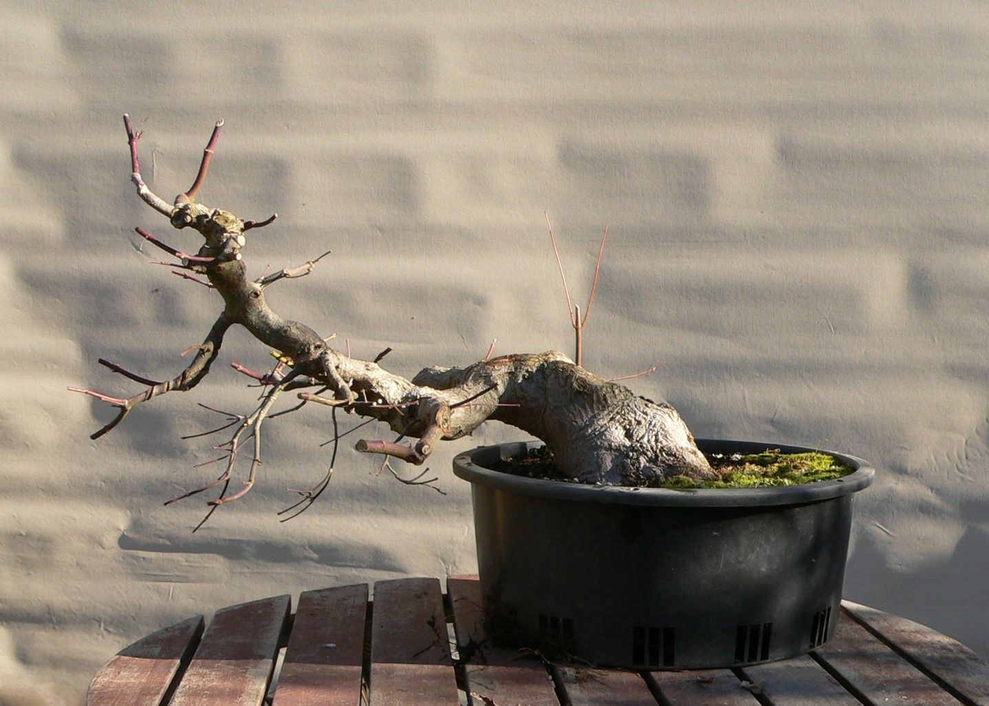 Japanese maple