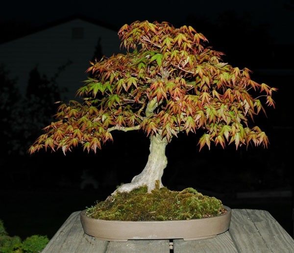 Japanese Maple