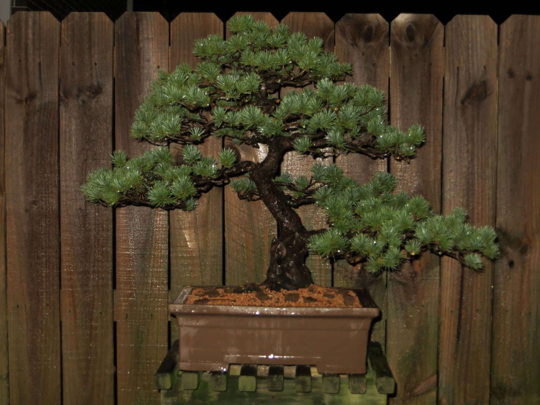 Japanese White Pine