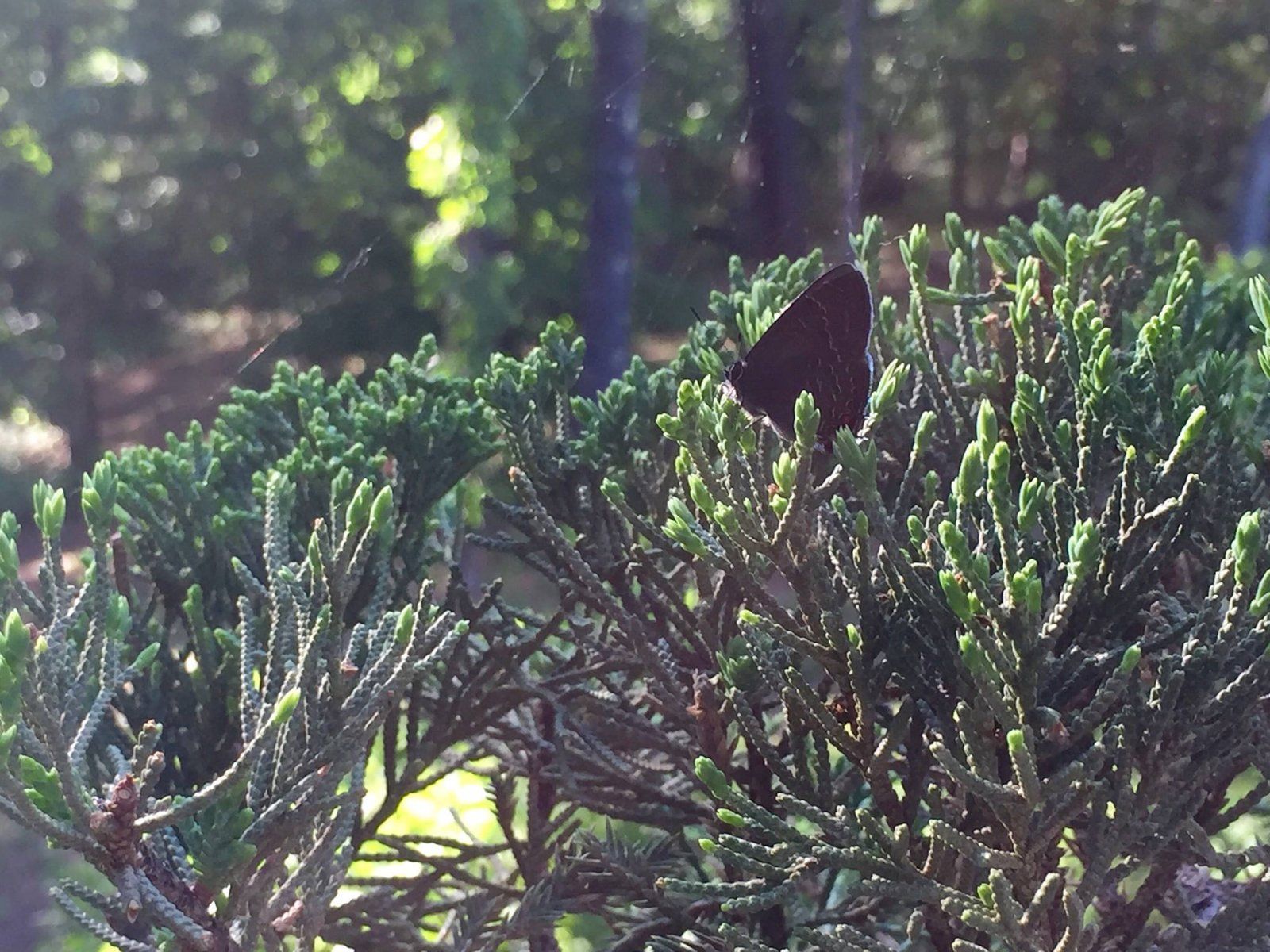 Juniper Butterfly