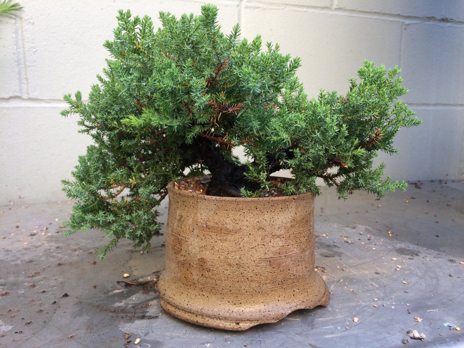 Juniper procumbens - August 2017