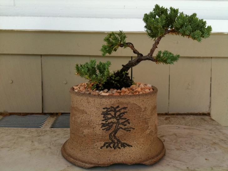 Juniper procumbens - June 2010