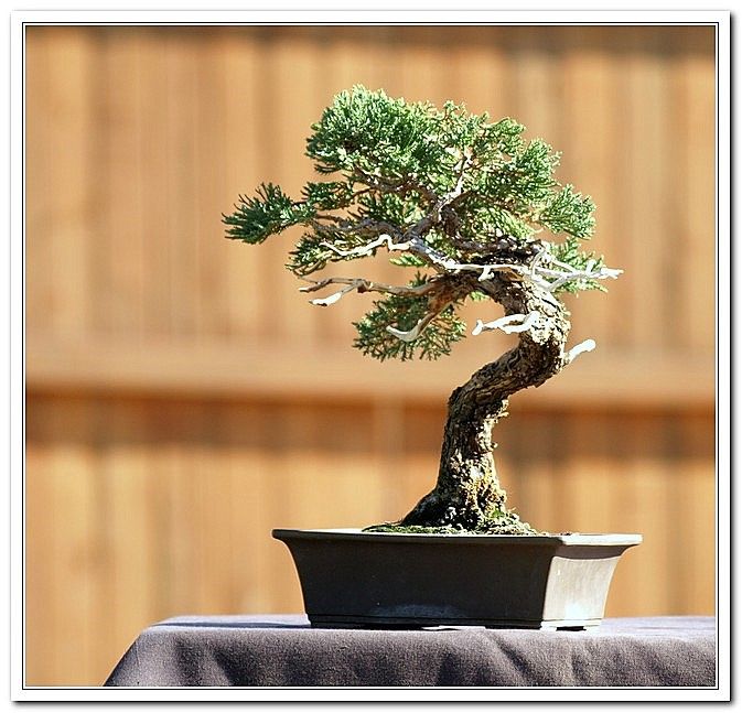 Juniper Procumbens