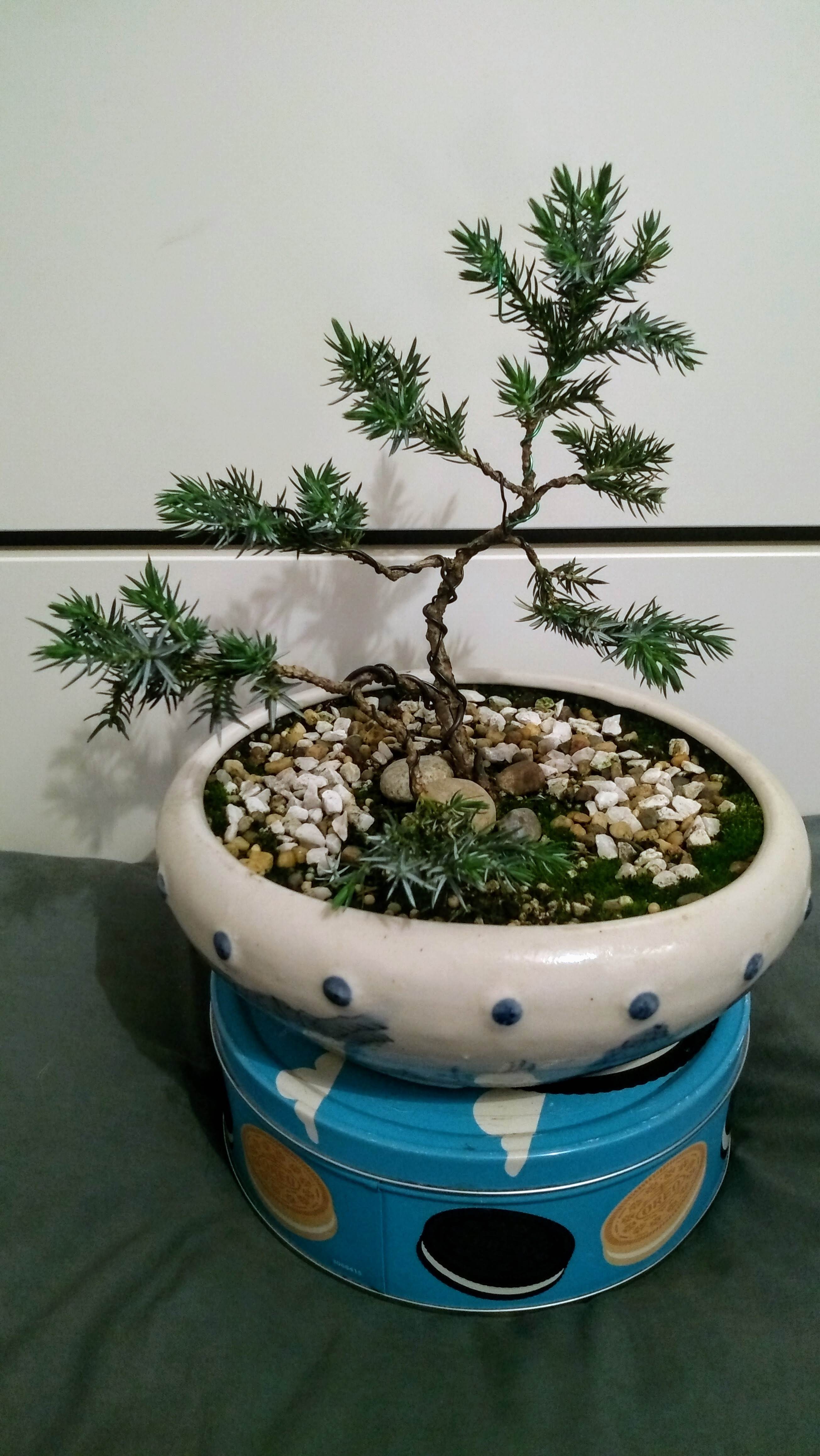 Juniper Squamata (Blue Star) 01.jpg