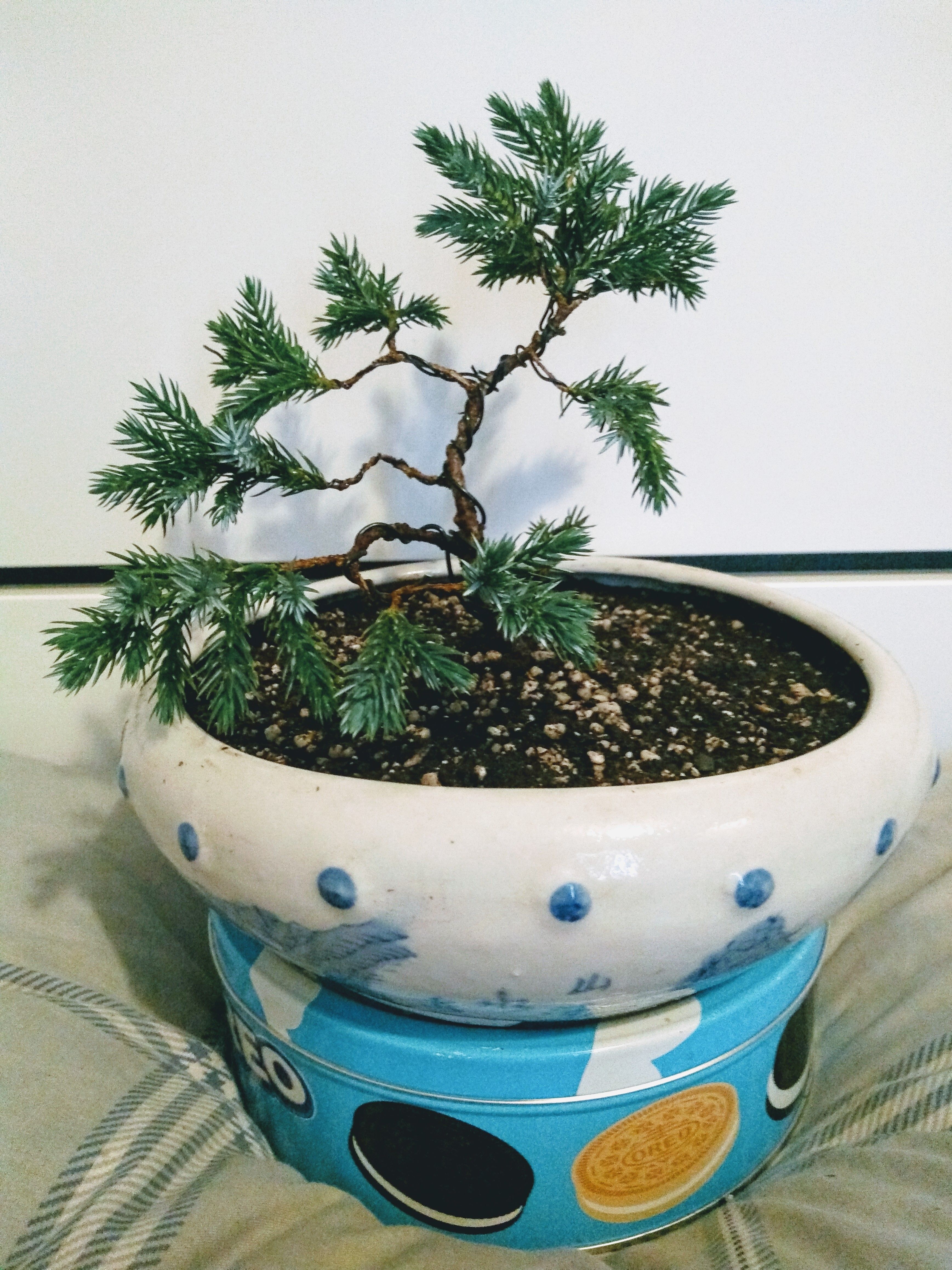 Juniper Squamata (Blue Star) 02