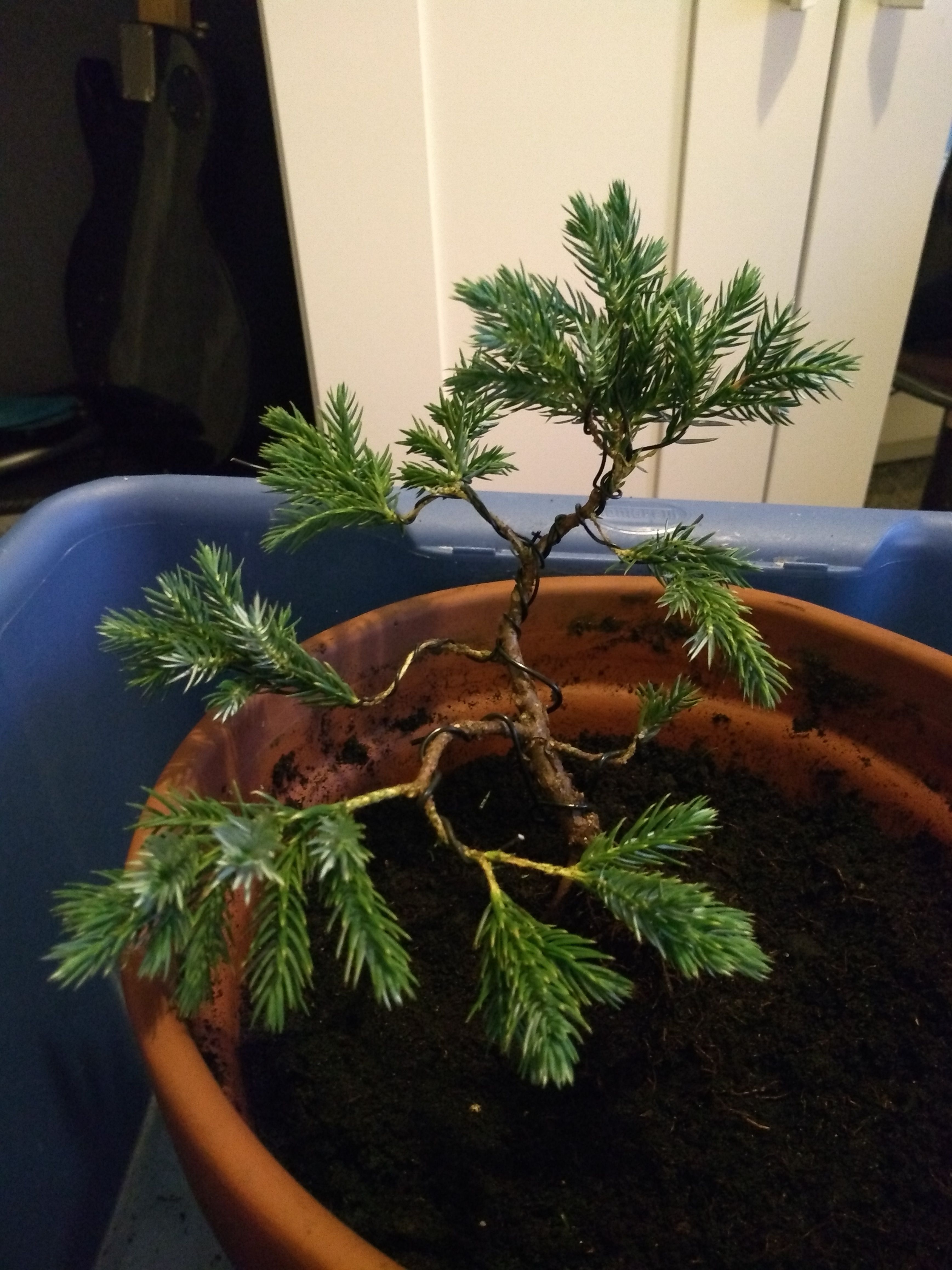 Juniper Squamata (Blue Star) 03