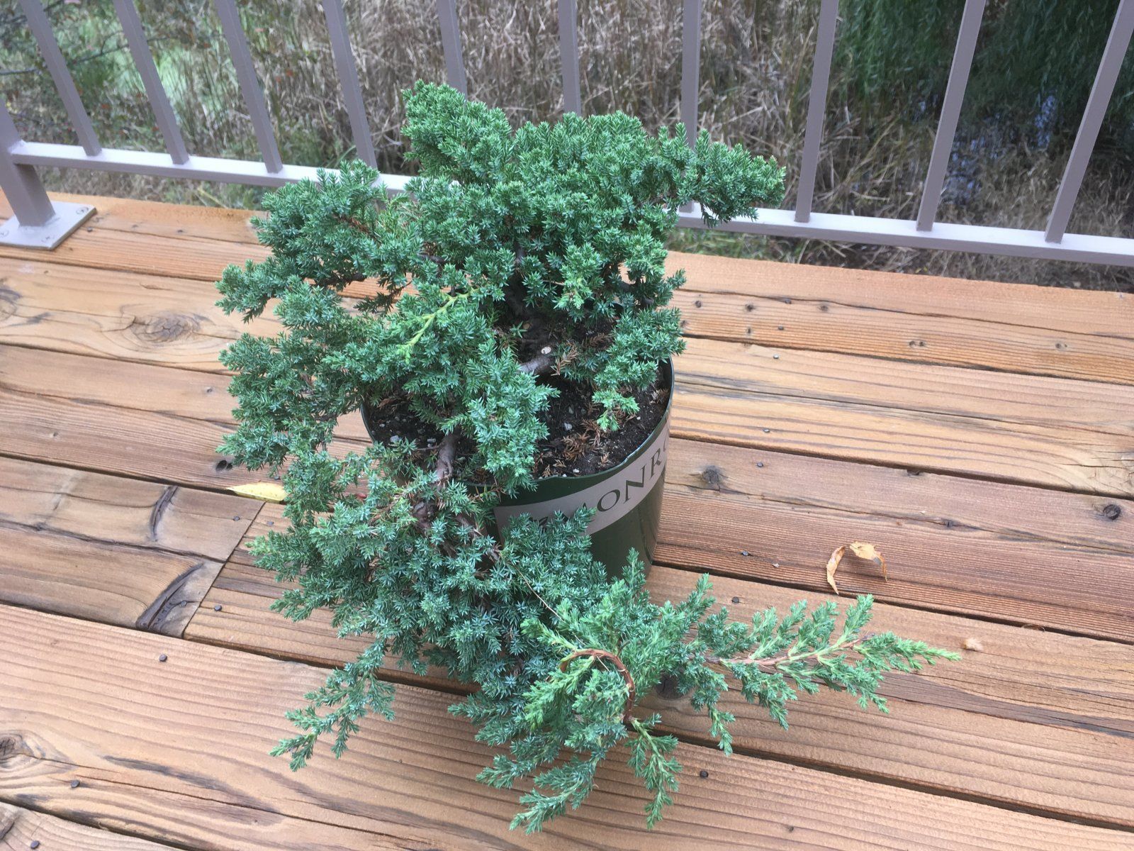 Juniper Top View