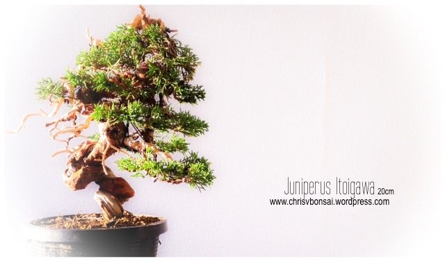 Juniperus itoigawa Shohin