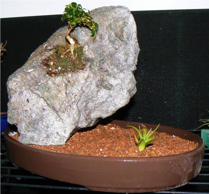 Kingsville boxwood on Rock