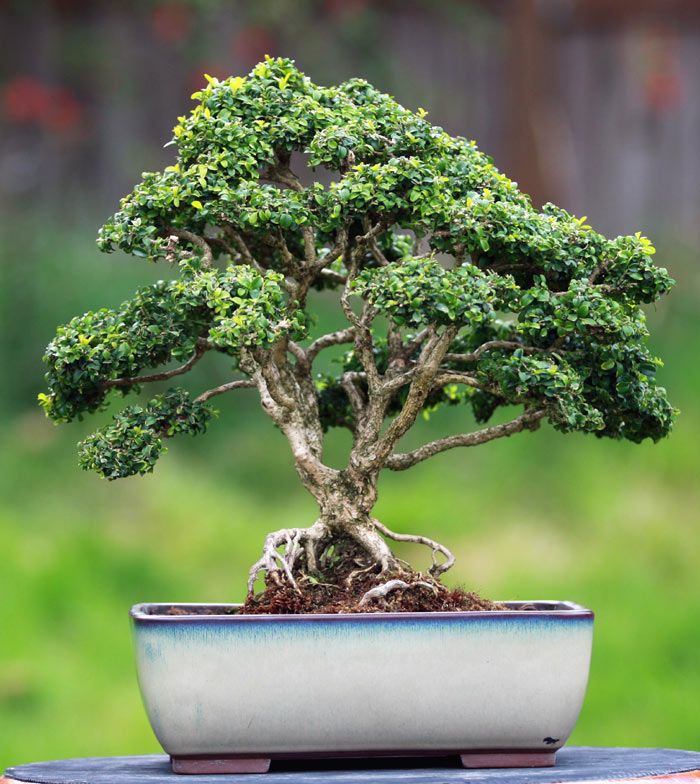 Kingsville Boxwood