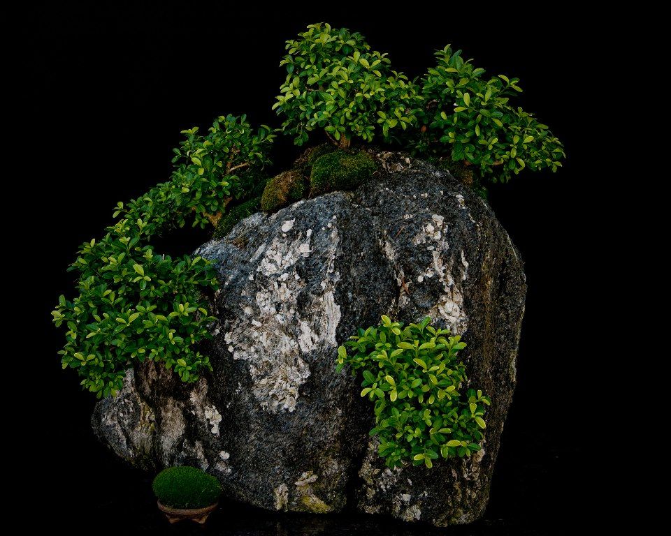 Kingsville_boxwood_rock_planting