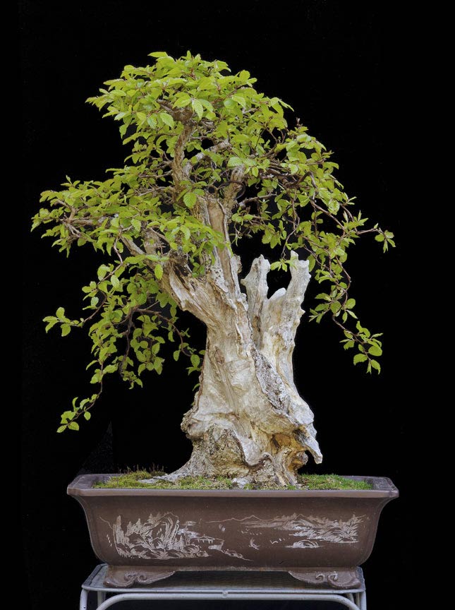 Korean Hornbeam