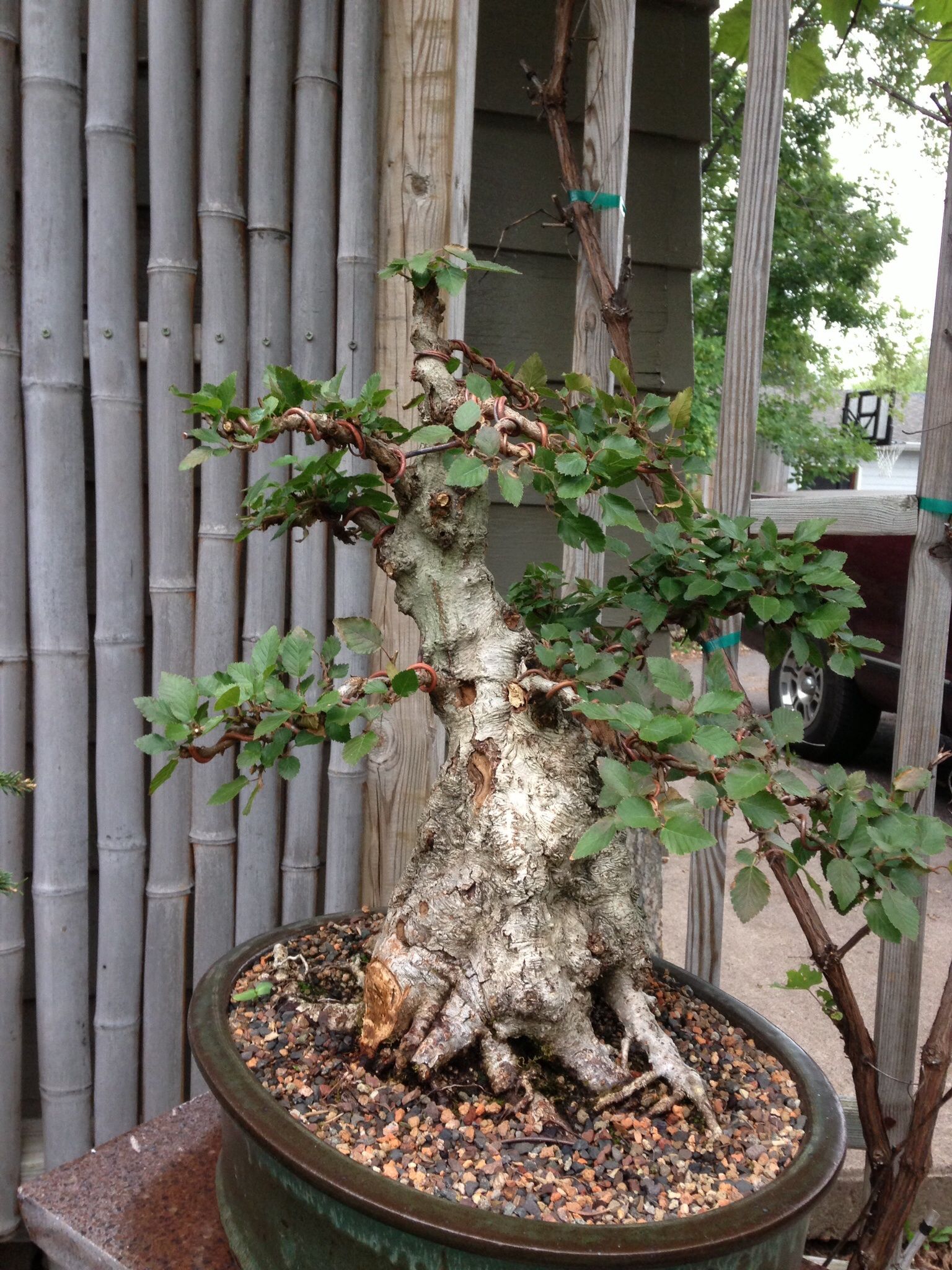 Korean hornbeam